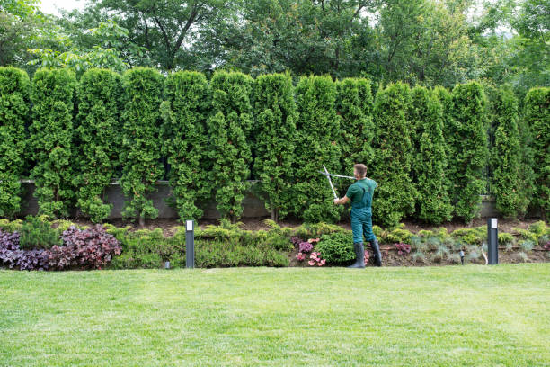 Best Organic Lawn Care Solutions  in Galeville, NY