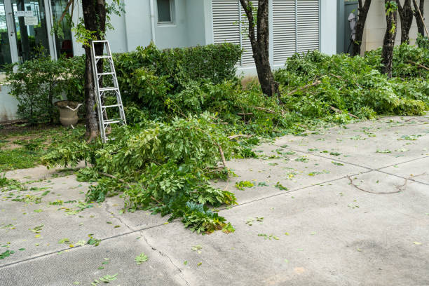 Best Lawn Disease Treatment  in Galeville, NY
