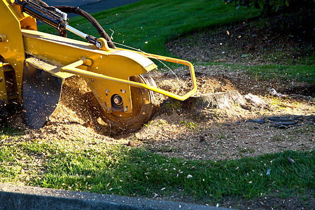 Best Soil Testing and Treatment  in Galeville, NY