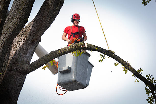 Best Tree Mulching  in Galeville, NY